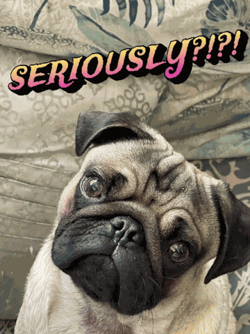 Pug Seriously GIF