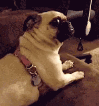 Pug What GIF