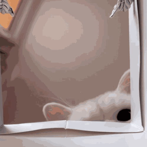 Punch Punch Cat GIF