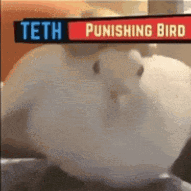 Punishing Bird Lobotomy Corporation GIF