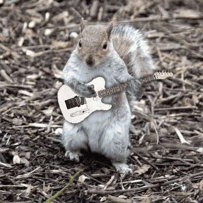Punkrobot Ardilla GIF