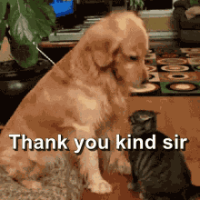 Puppy Bowl GIF