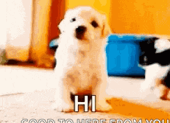 Puppy Dog GIF