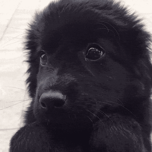Puppy Dog GIF
