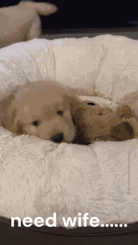Puppy Dog GIF