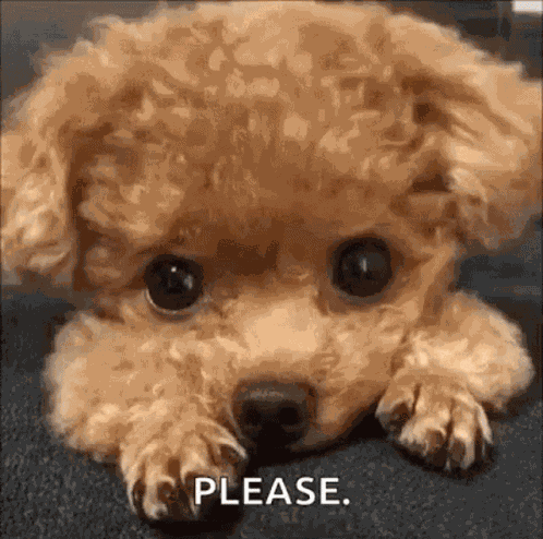 Puppy Dog GIF