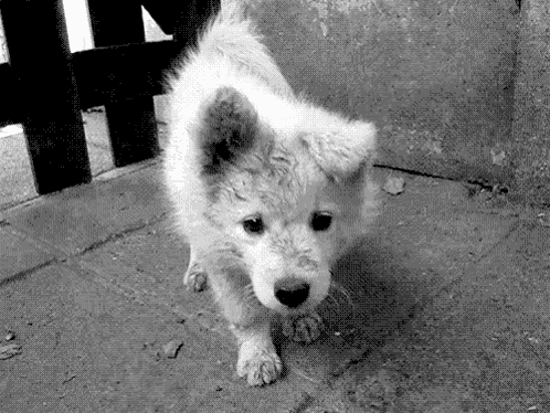 Puppy Dog GIF