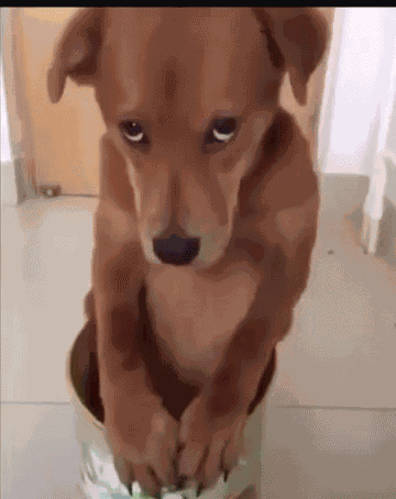 Puppy Eyes GIF