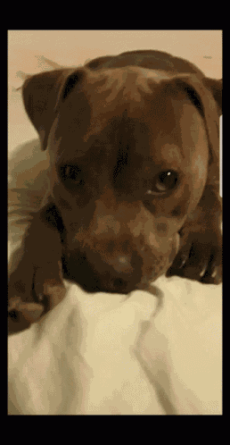 Puppy Eyes Staffie GIF