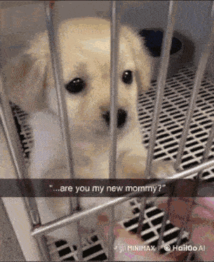 Puppy Jail GIF