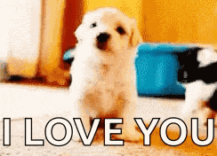 Puppy Love Hi GIF