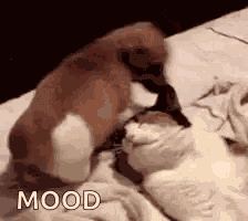 Puppy Sit On Your Face GIF