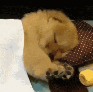 Puppy Sleep GIF