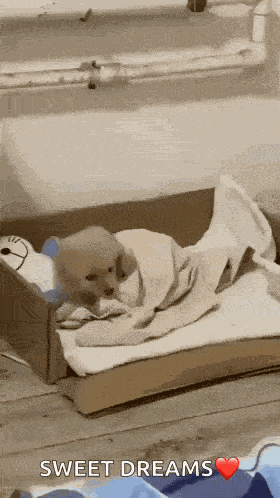 Puppy Tired GIF