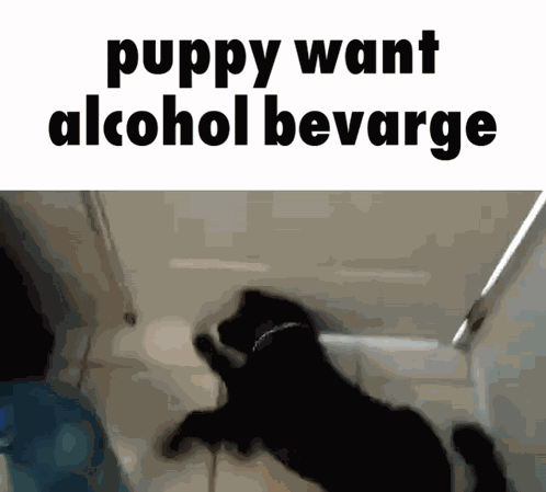 Puppy Want Alcohol Bevarge GIF