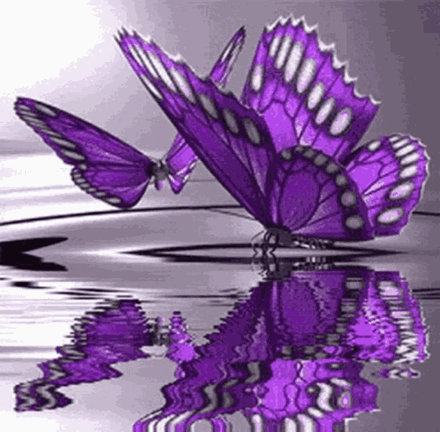 Purple Butterflies GIF