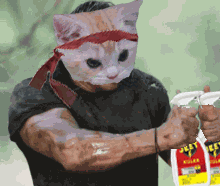 Push Pushcat GIF