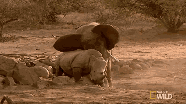 Pushing Away Elephant Vs Rhino Animal Fight Night GIF