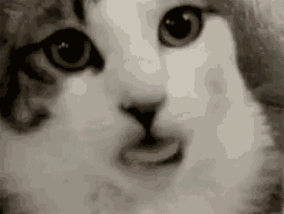 Pussy Cat GIF