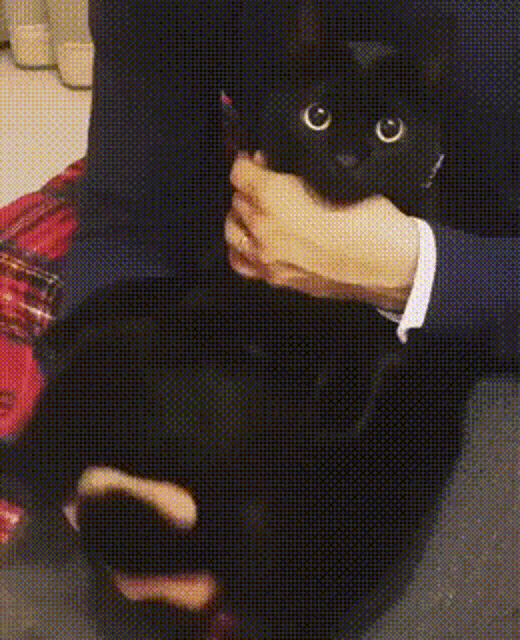 Pussy Cat GIF