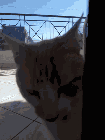 Pussy Cat GIF