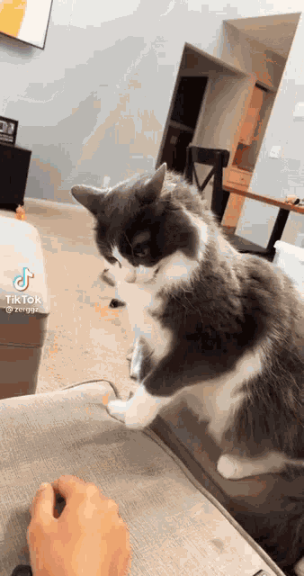 Pussycat Rude GIF