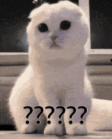 Question Mark Cat GIF