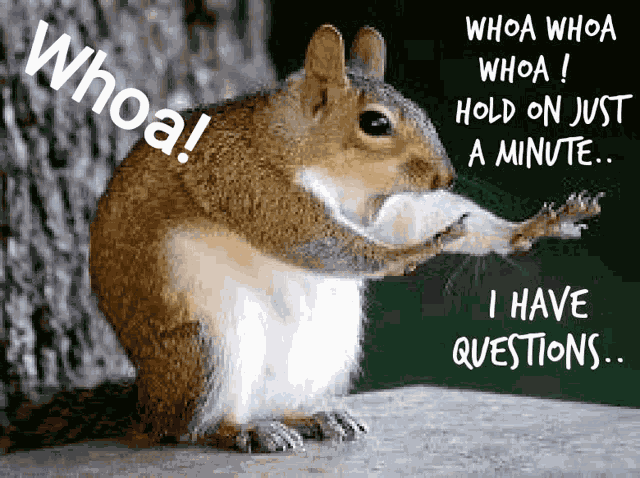 Question Squirrel Whoa GIF