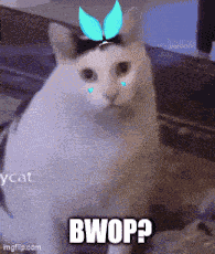 Qyuwi Qyuwiai GIF