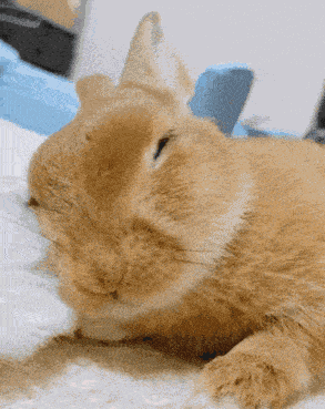 Rabbit Bun GIF