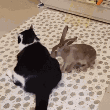 Rabbit Bunny GIF