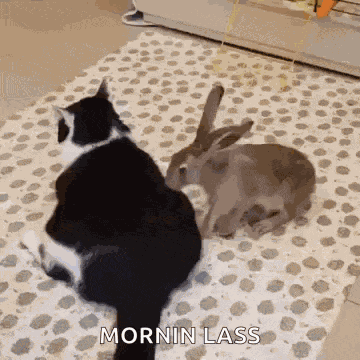 Rabbit Bunny GIF