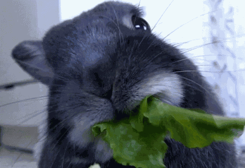 Rabbit GIF