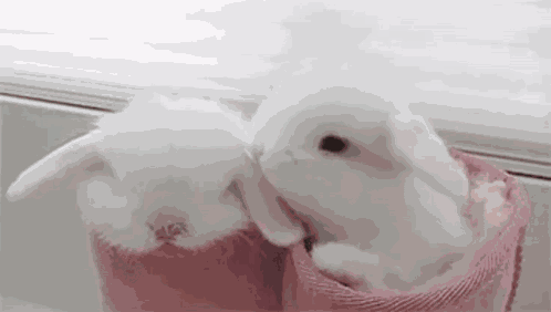 Rabbit Love GIF