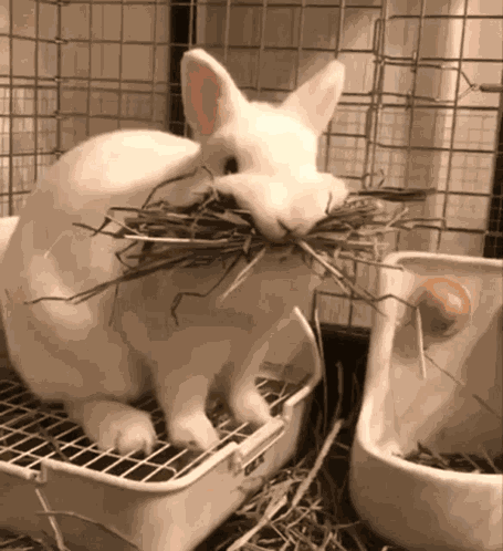 Rabbit GIF