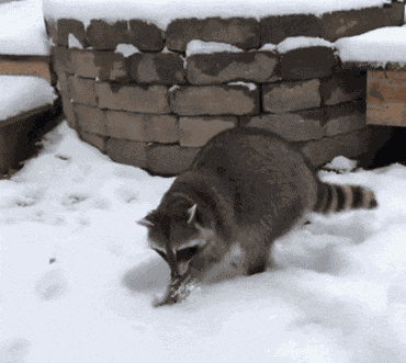 Racc Raccoon GIF