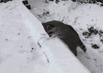 Racc Raccoon GIF