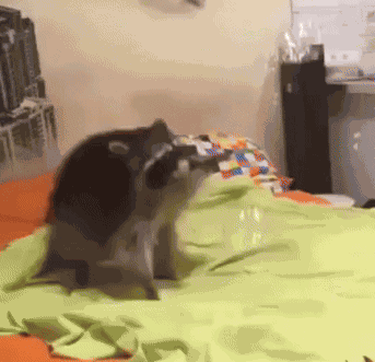 Racc Raccoon GIF