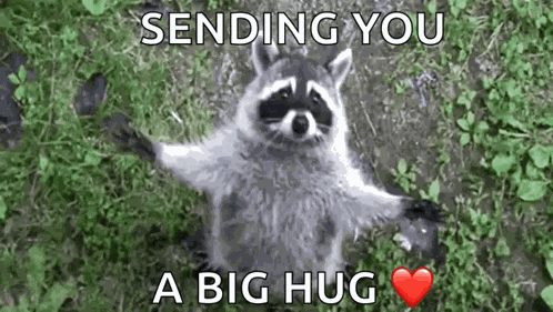 Raccoon Cute GIF