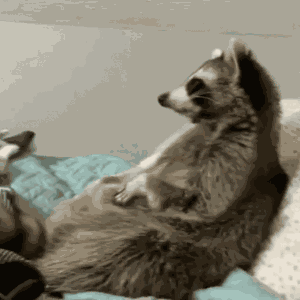Raccoon Handshake GIF