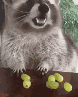 Raccoon Mine GIF