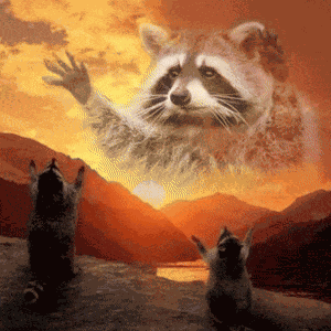 Raccoon Praying Raccoon God GIF