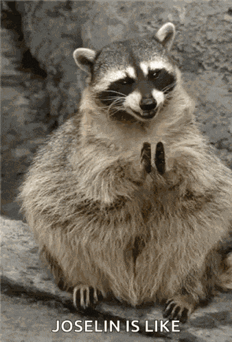Raccoon GIF