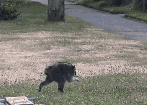 Raccoon Short Spine Raccoon GIF