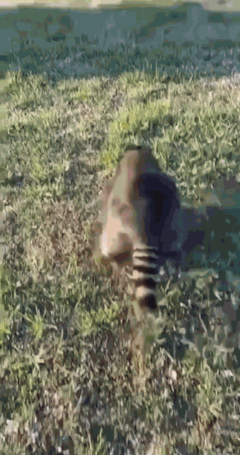 Racoon GIF