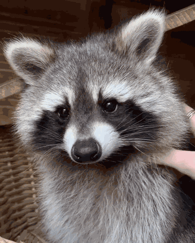 Racoon Pet GIF