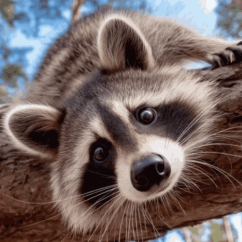 Racoon Raccoon GIF