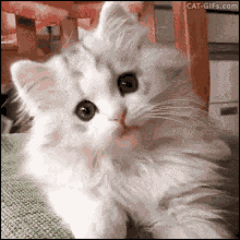 Ragdoll Cat GIF