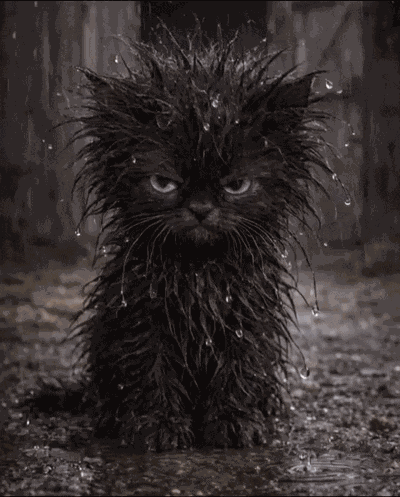 Rain Day Raining GIF