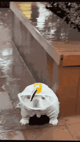 Rain Raining GIF